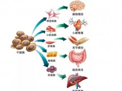 《人心肌細(xì)胞》等6項(xiàng)干細(xì)胞團(tuán)體標(biāo)準(zhǔn)公布 將促進(jìn)國際標(biāo)準(zhǔn)出爐
