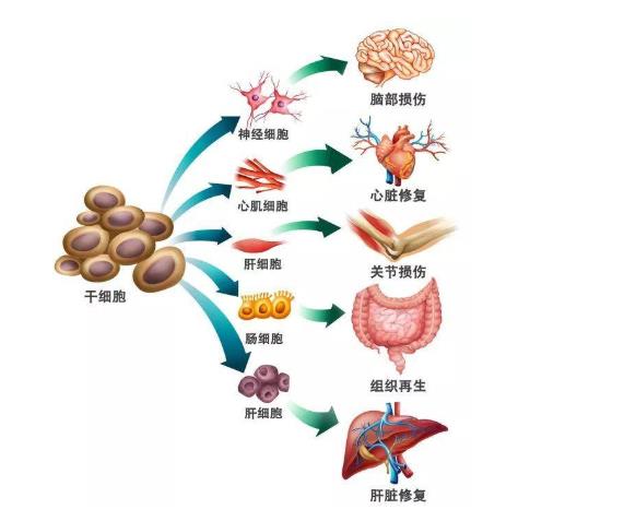 6項(xiàng)干細(xì)胞團(tuán)體標(biāo)準(zhǔn)